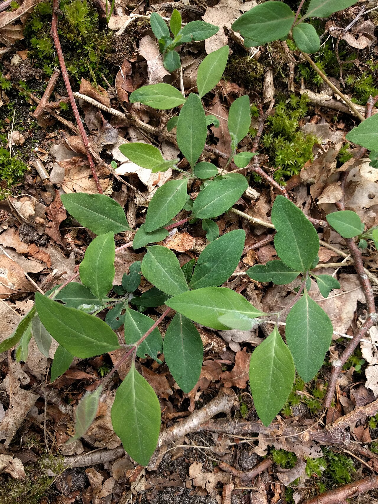 Lonicera periclymenum