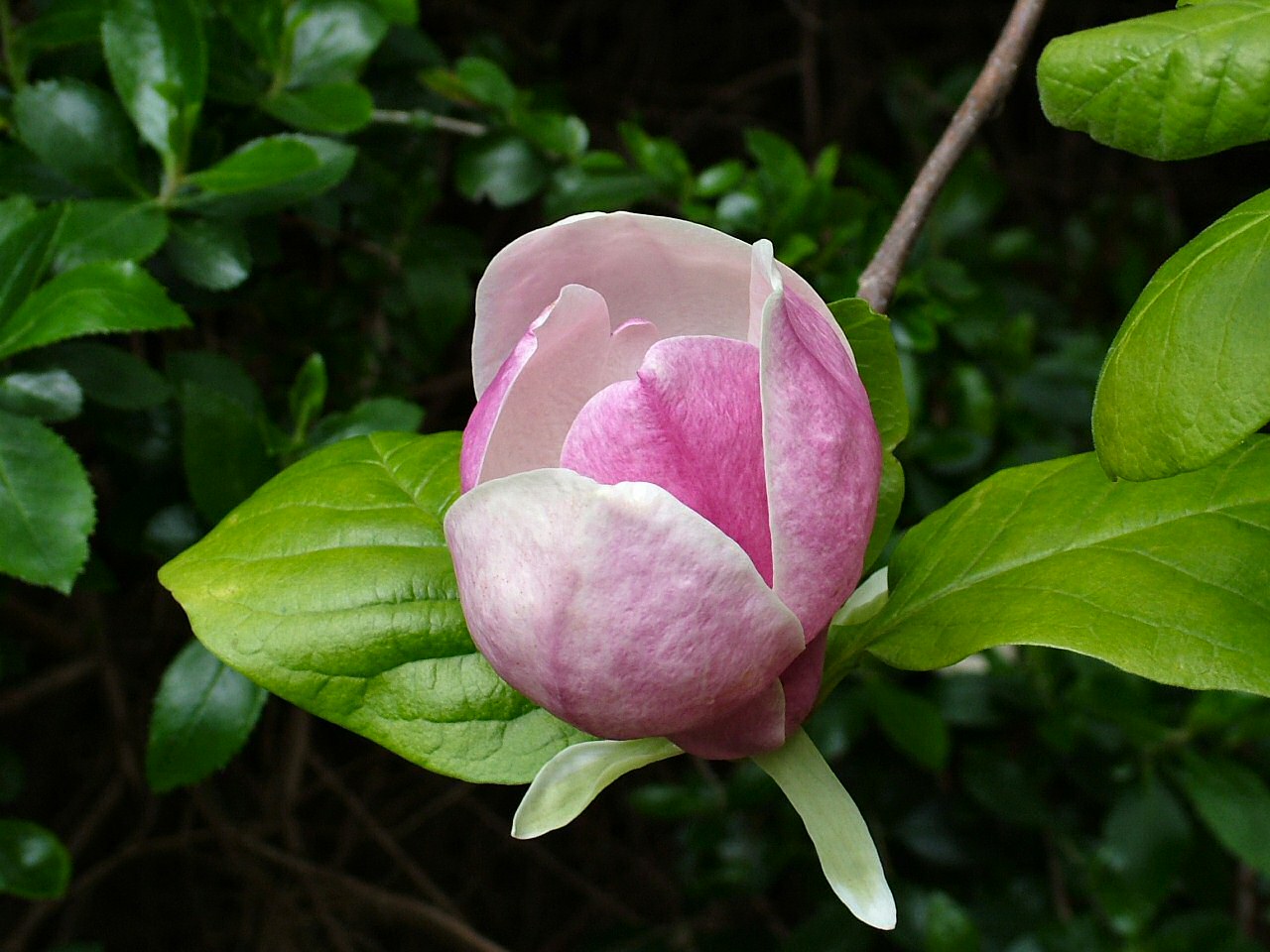 Magnolia grandiflora