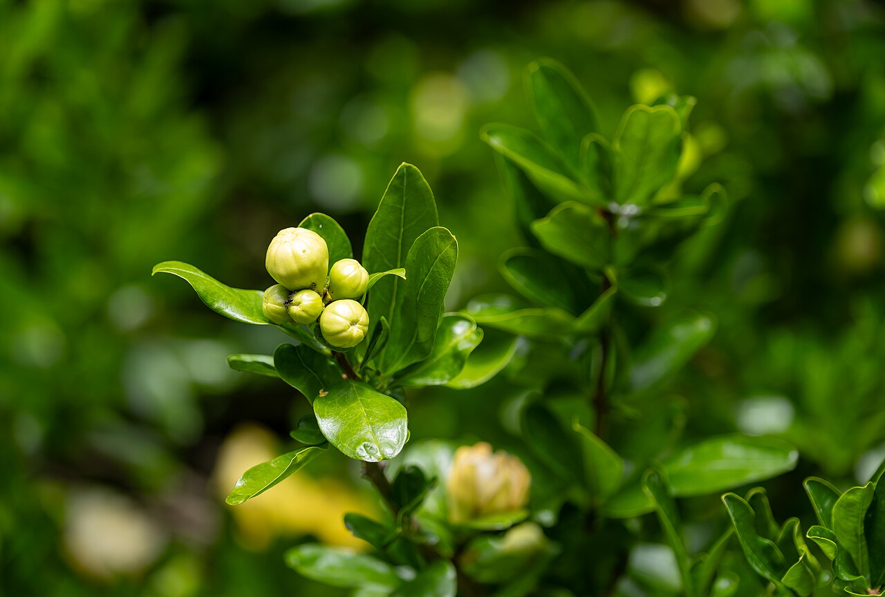 Magnolia grandiflora