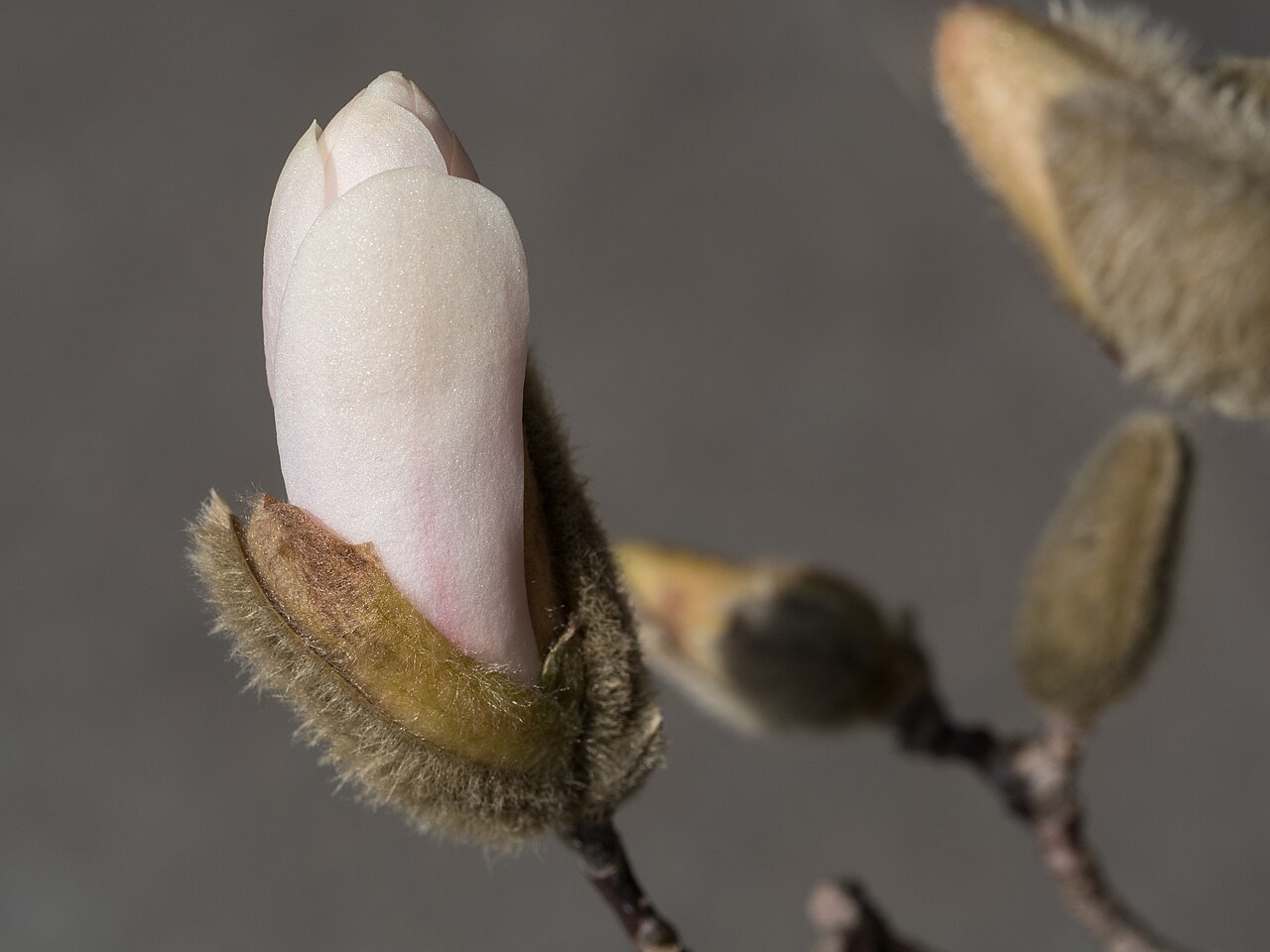 Magnolia stellata