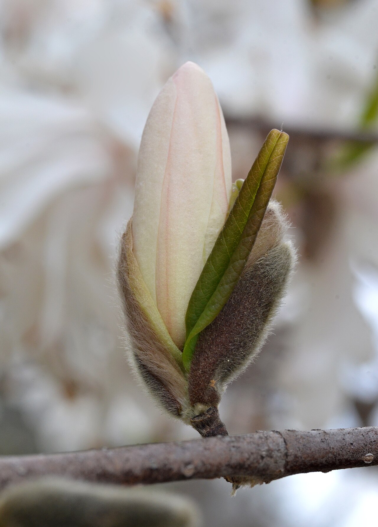 Magnolia stellata
