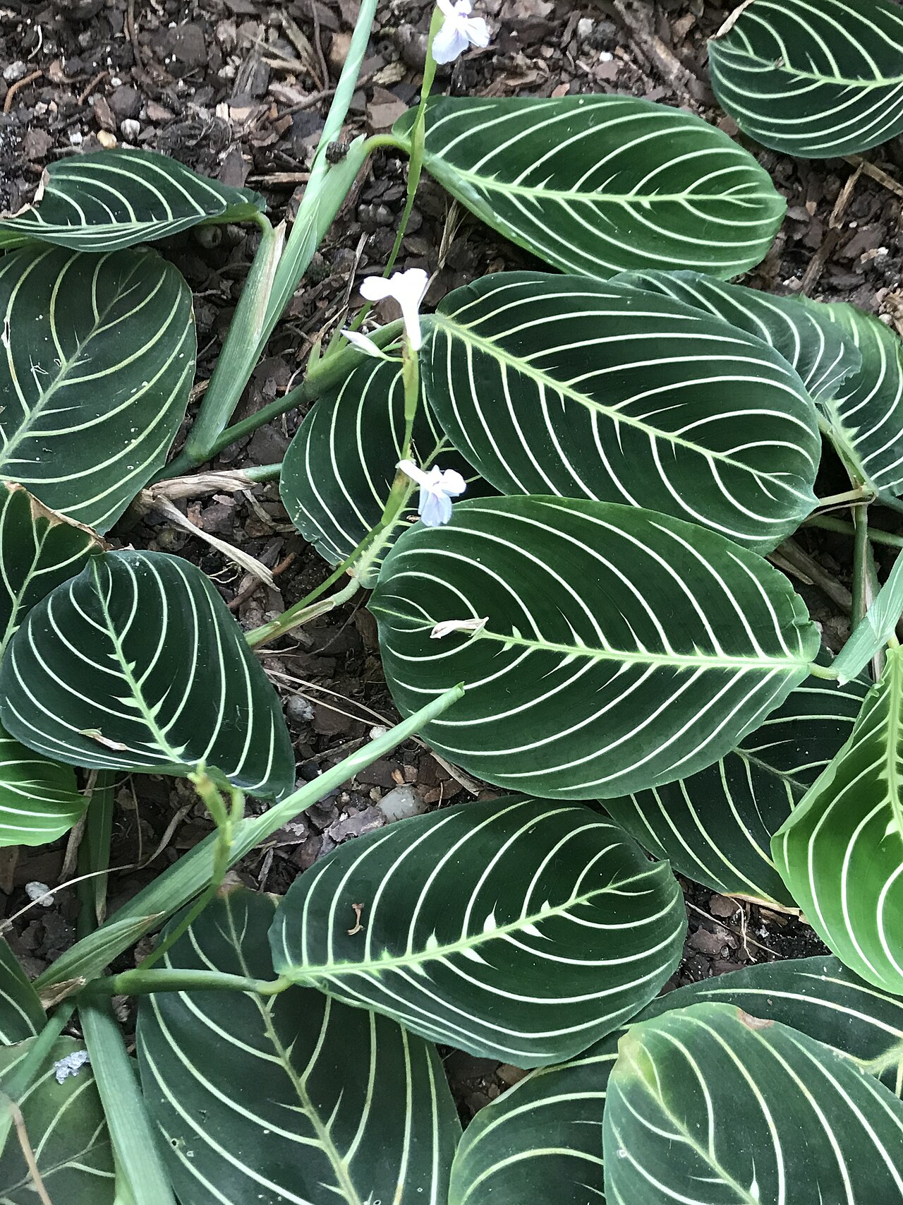 Maranta leuconeura