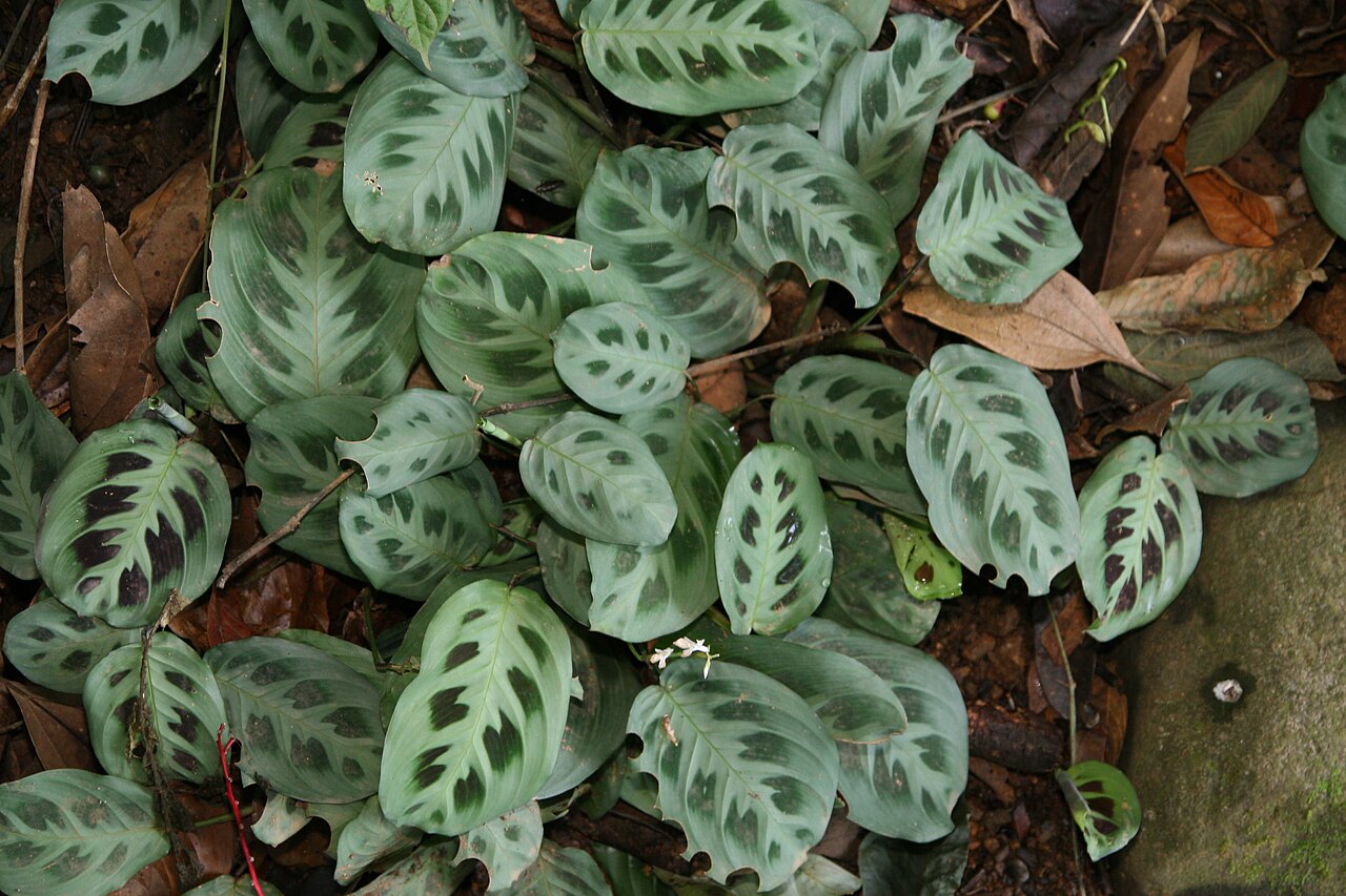 Maranta leuconeura