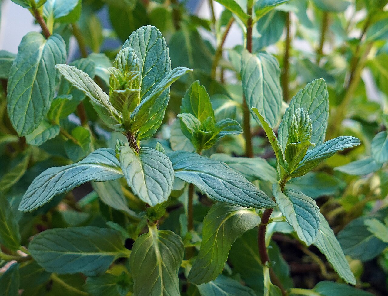 Mentha spicata