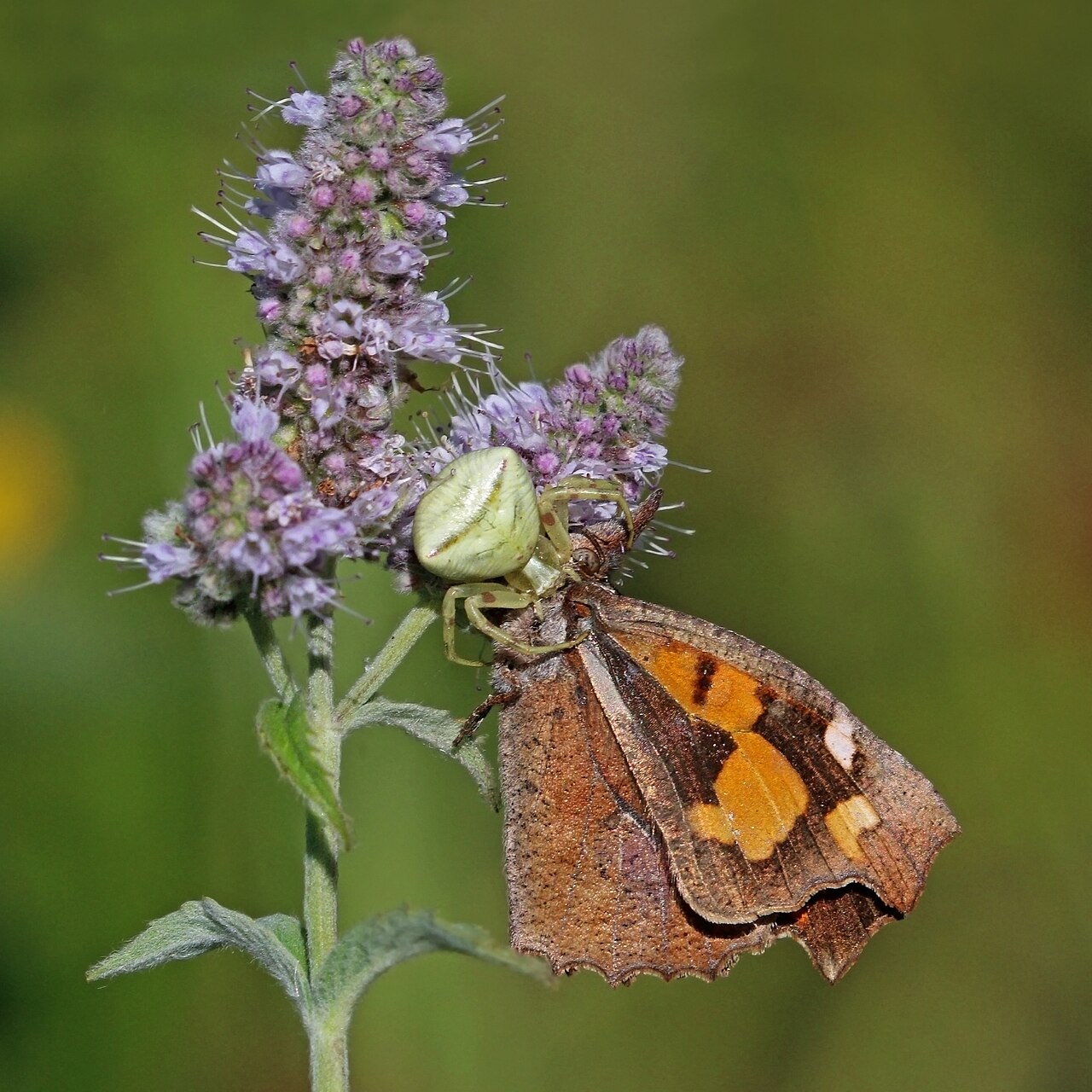 Mentha spicata