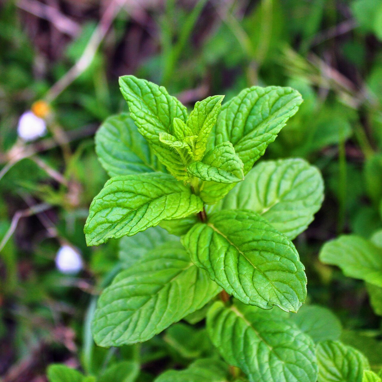 Mentha × piperita