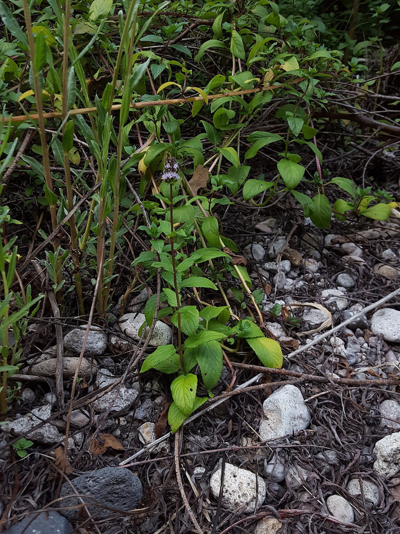 Mentha × piperita