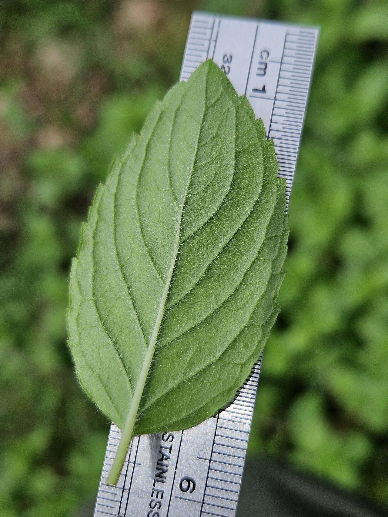 Mentha × piperita