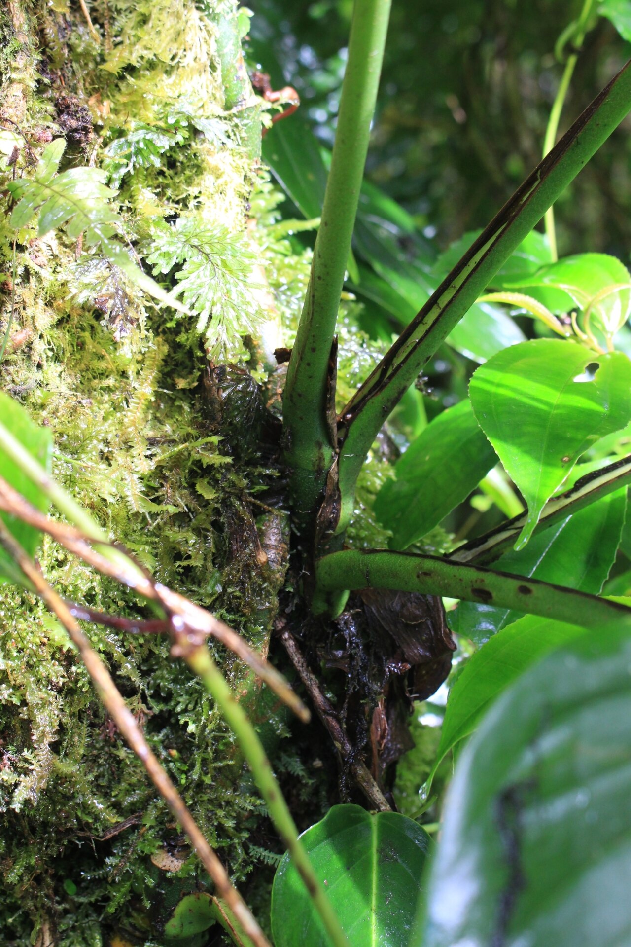 Monstera adansonii
