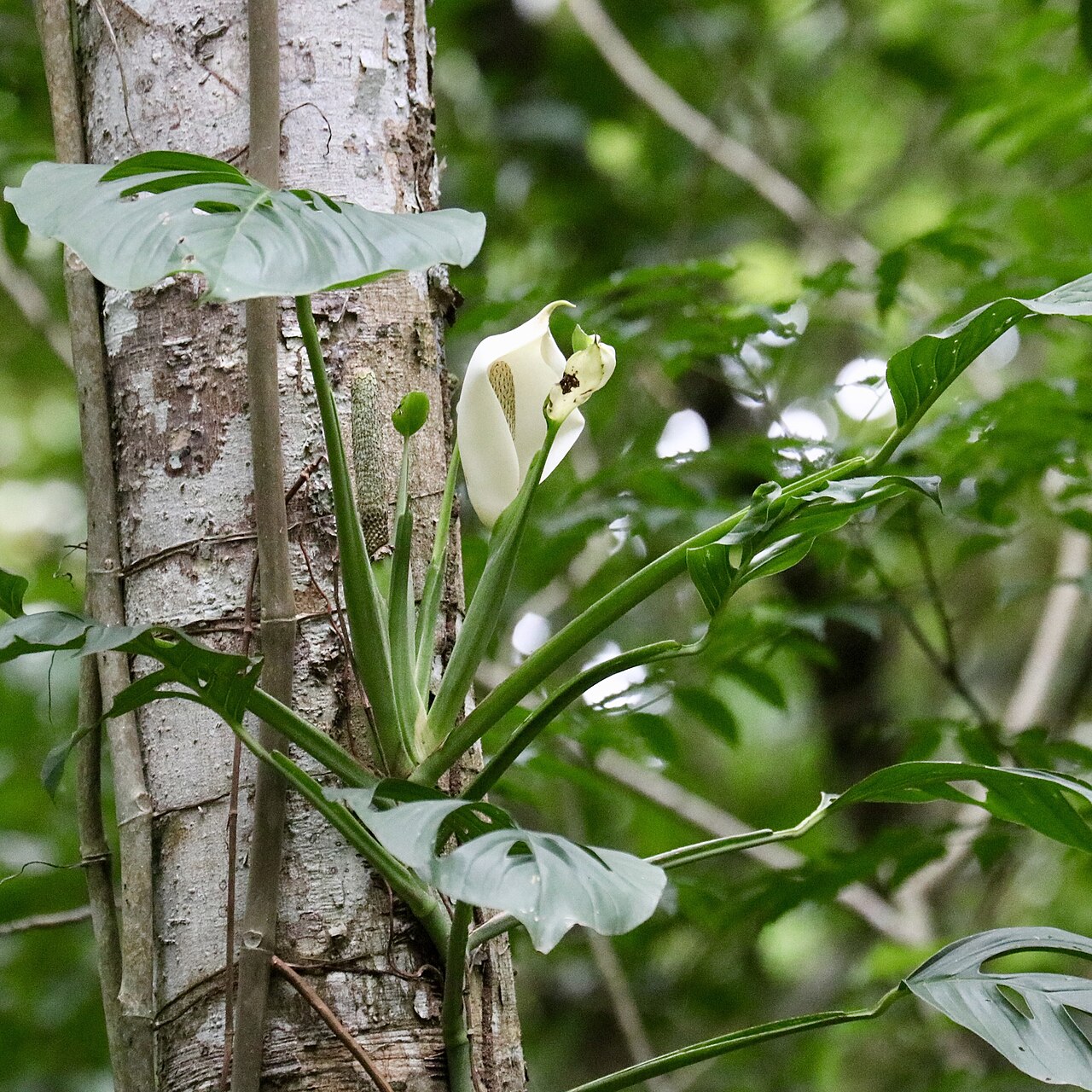 Monstera adansonii