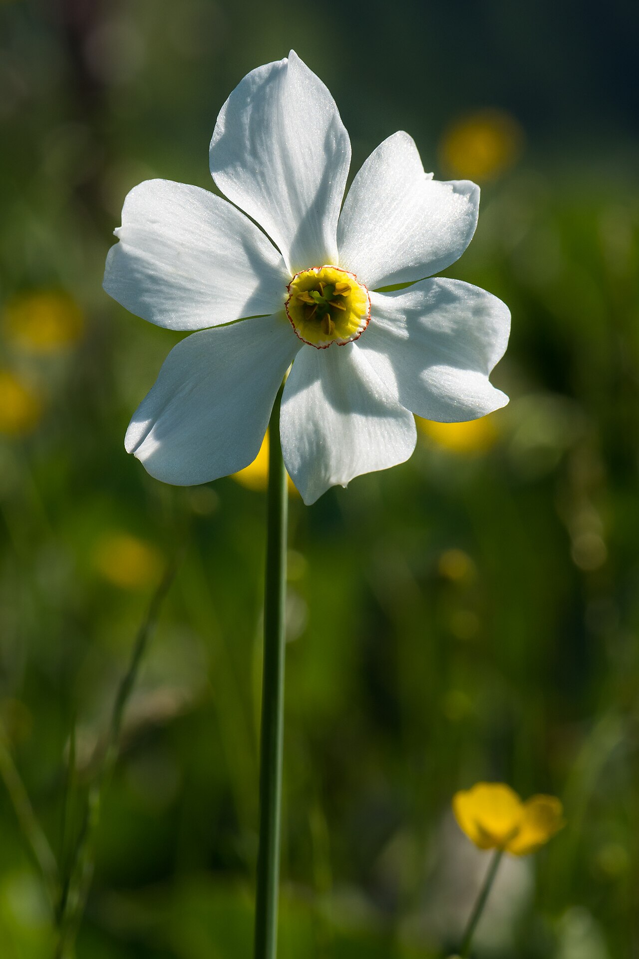 Narcissus poeticus