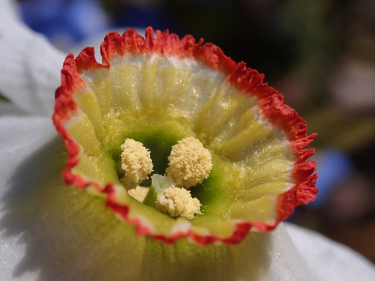Narcissus poeticus