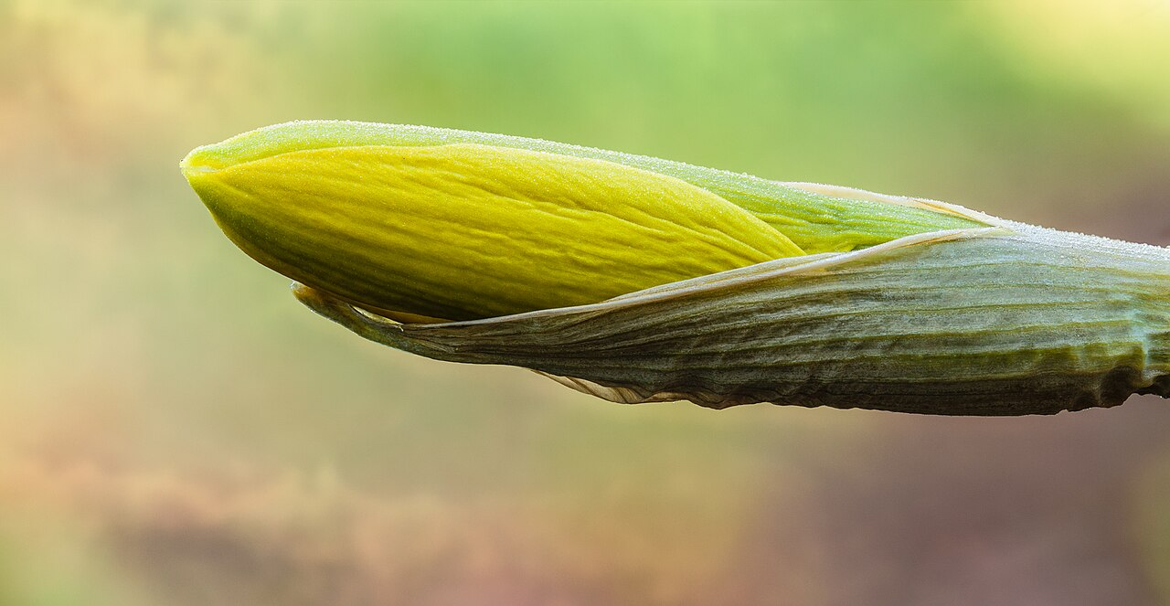 Narcissus pseudonarcissus