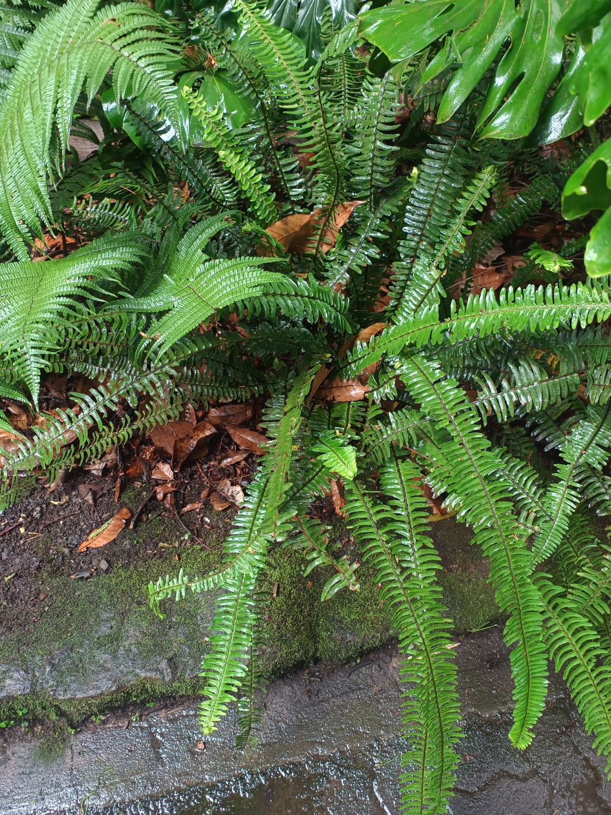 Nephrolepis exaltata