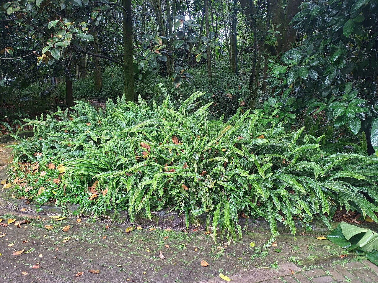 Nephrolepis exaltata