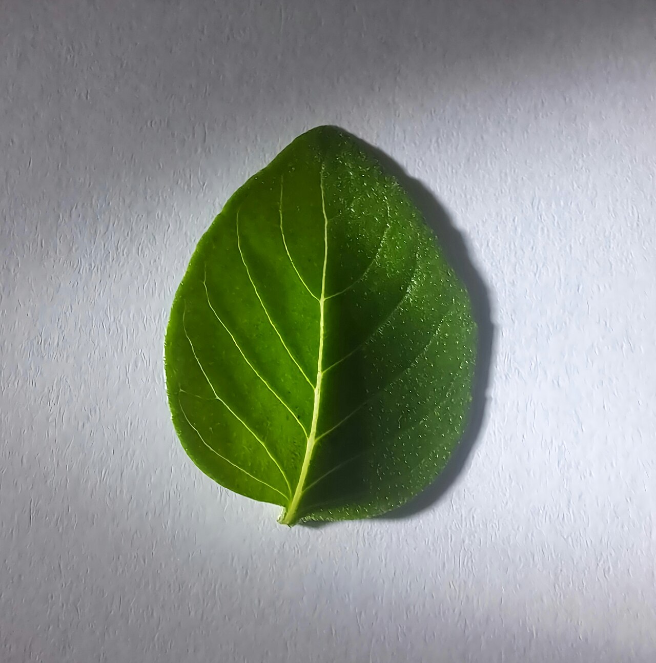 Ocimum basilicum