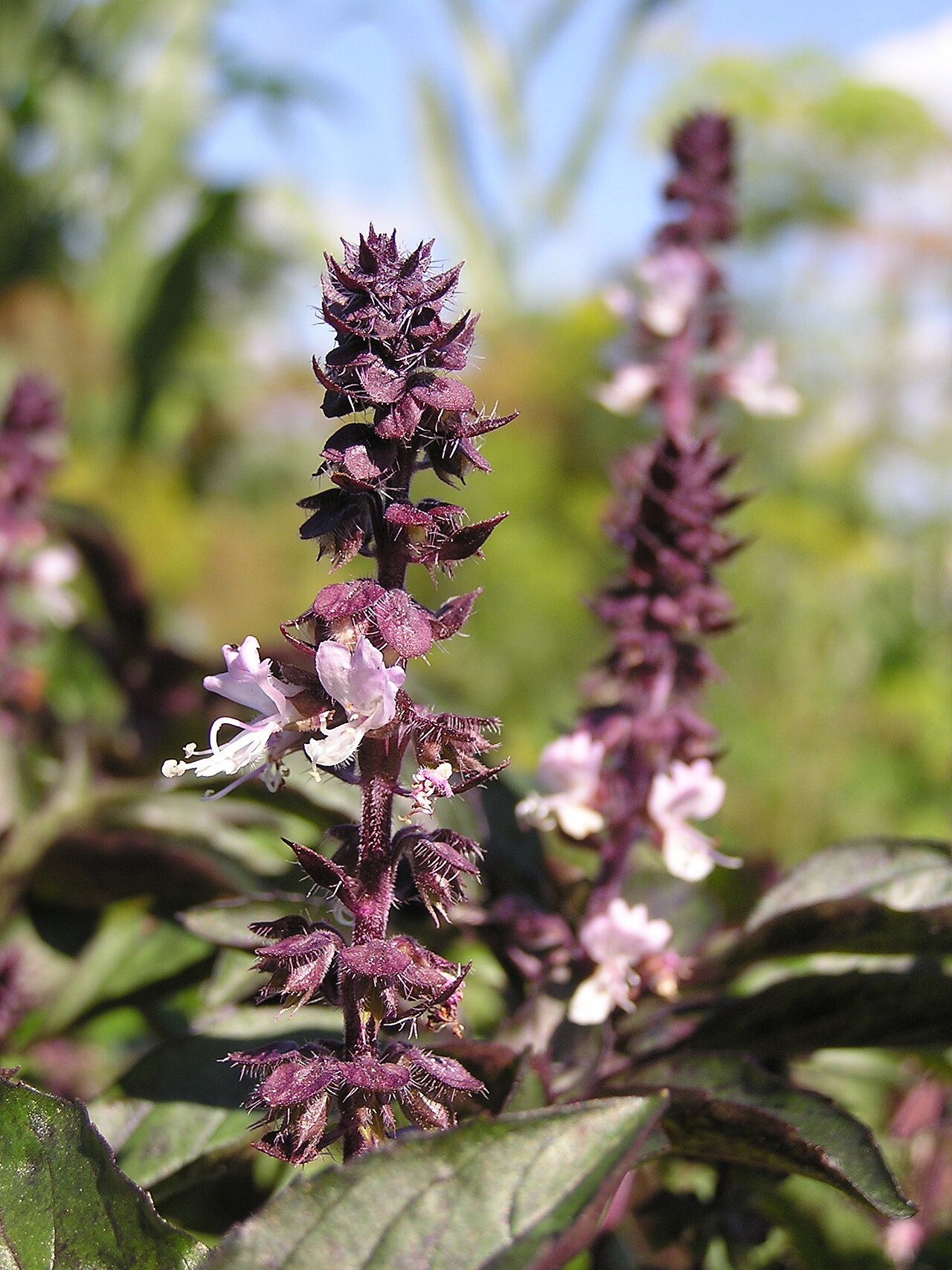Ocimum basilicum