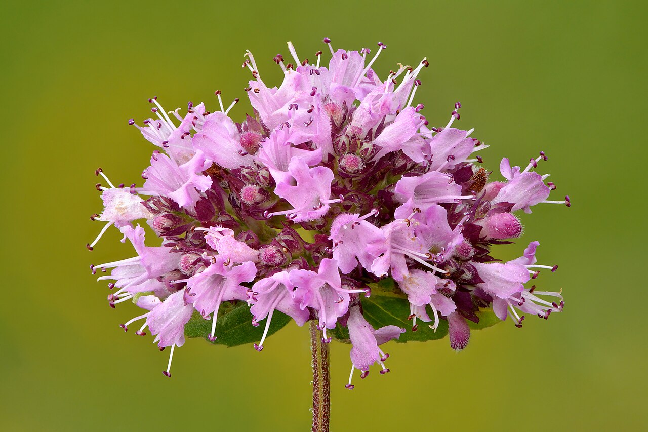 Origanum vulgare