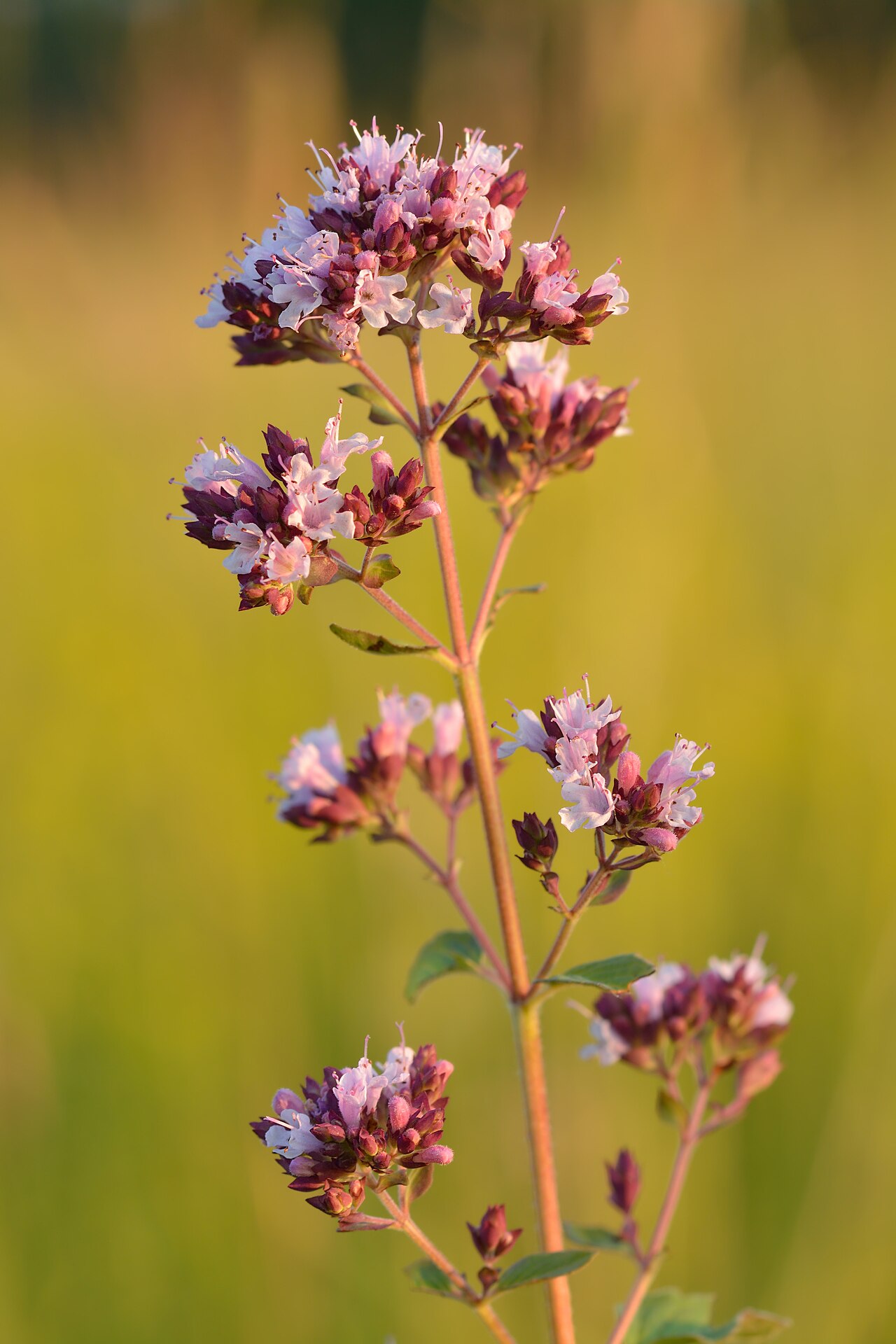 Origanum vulgare