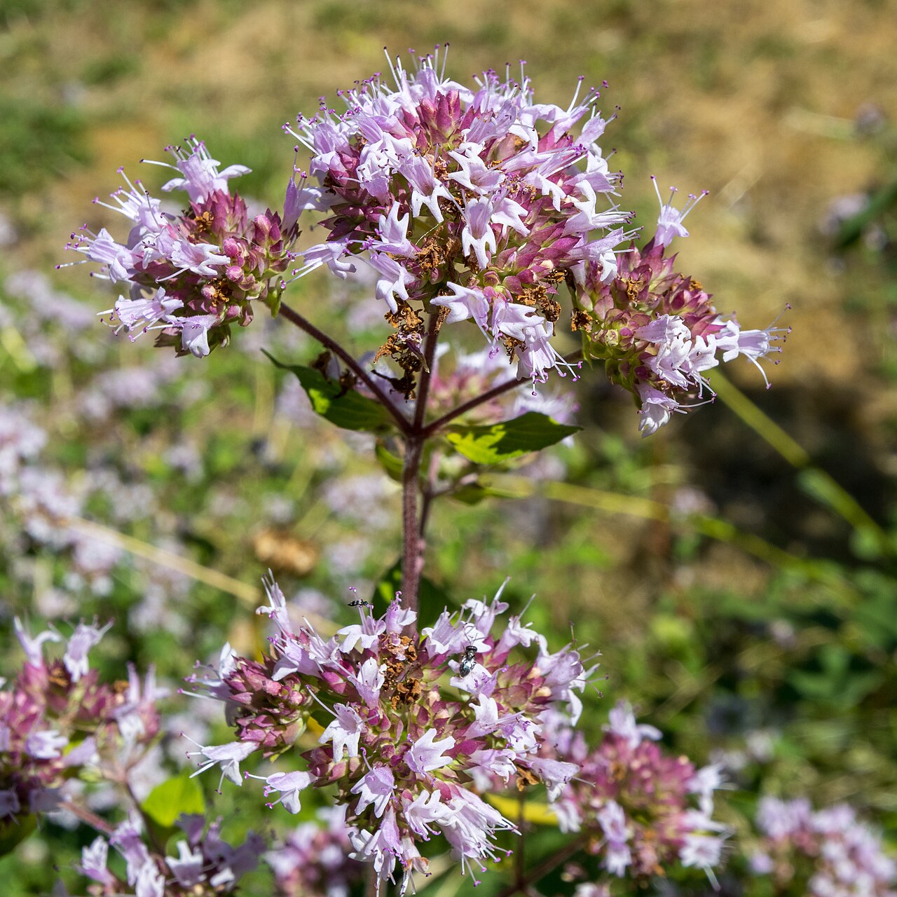 Origanum vulgare