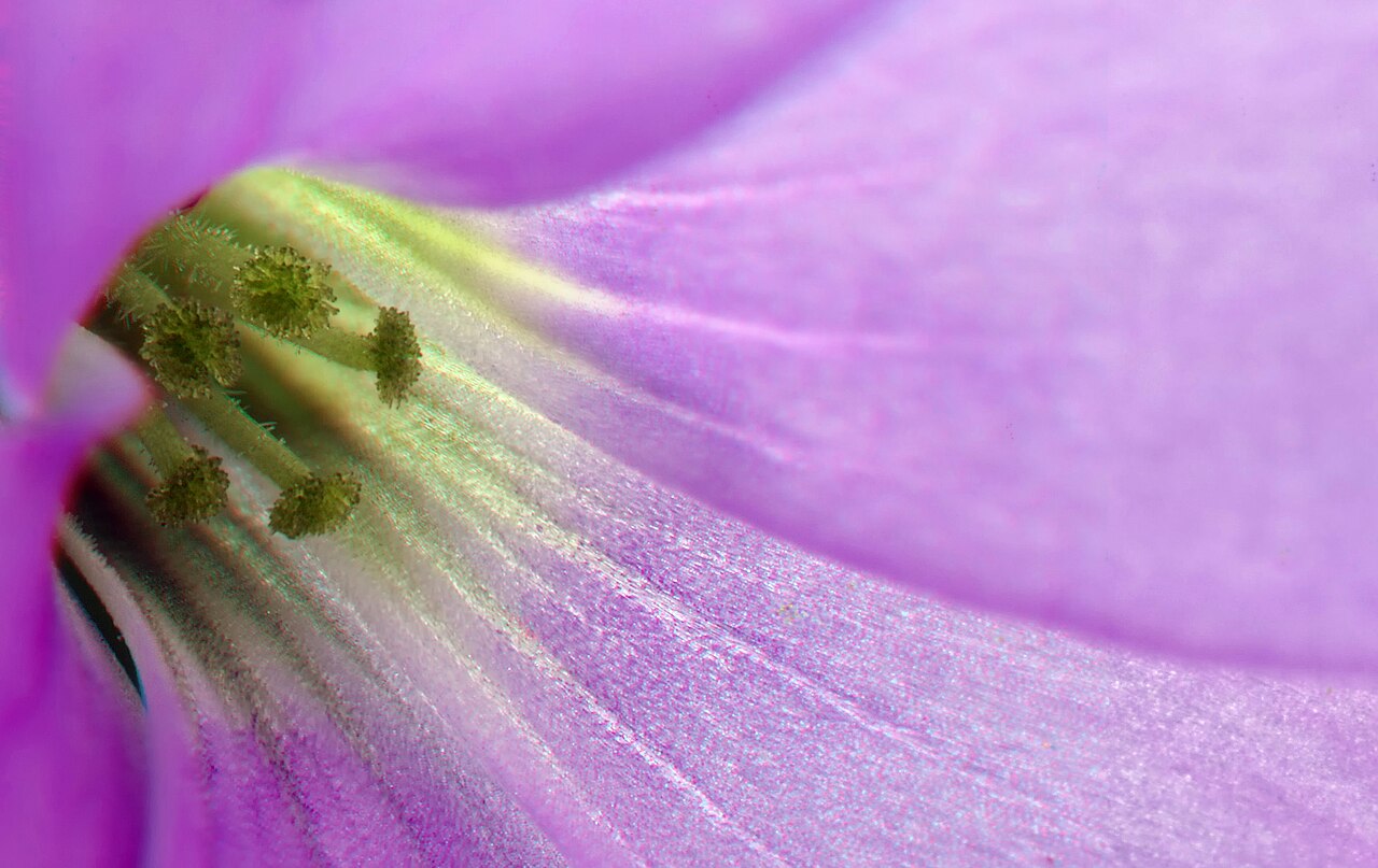 Oxalis triangularis