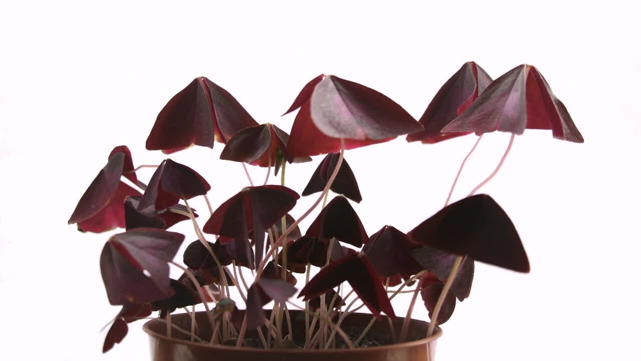 Oxalis triangularis