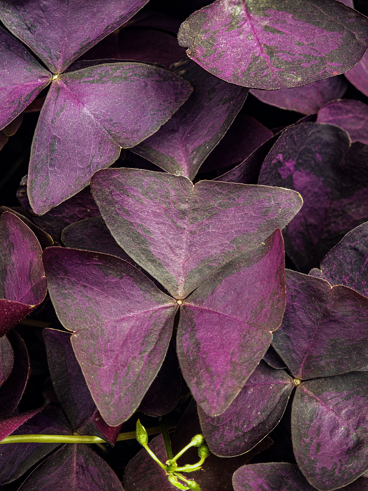 Oxalis triangularis