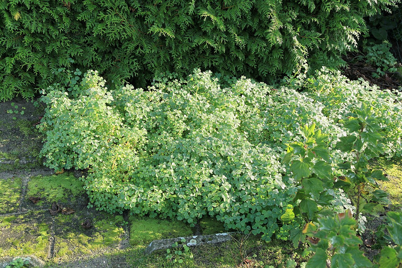 Oxalis tuberosa