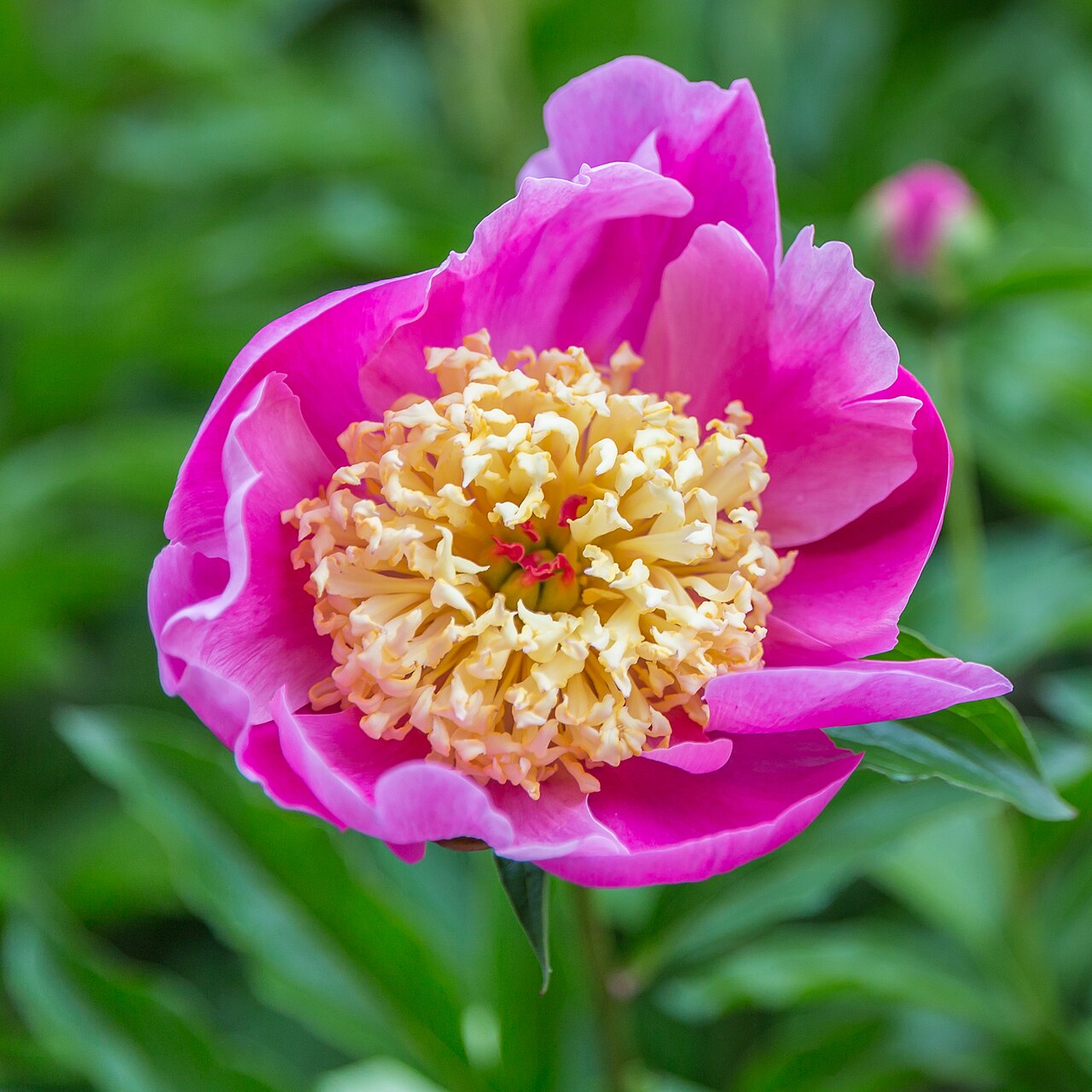 Paeonia lactiflora