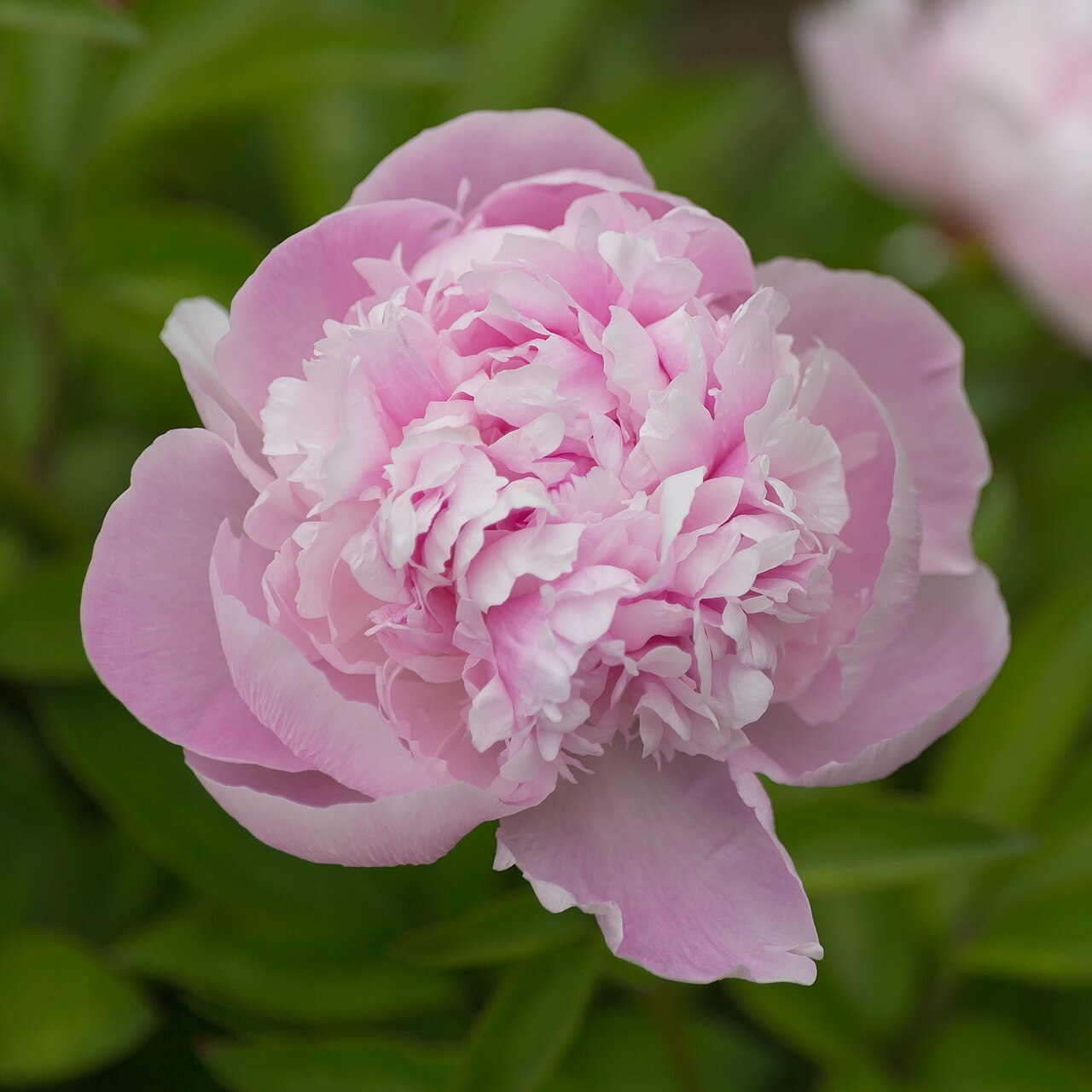 Paeonia lactiflora