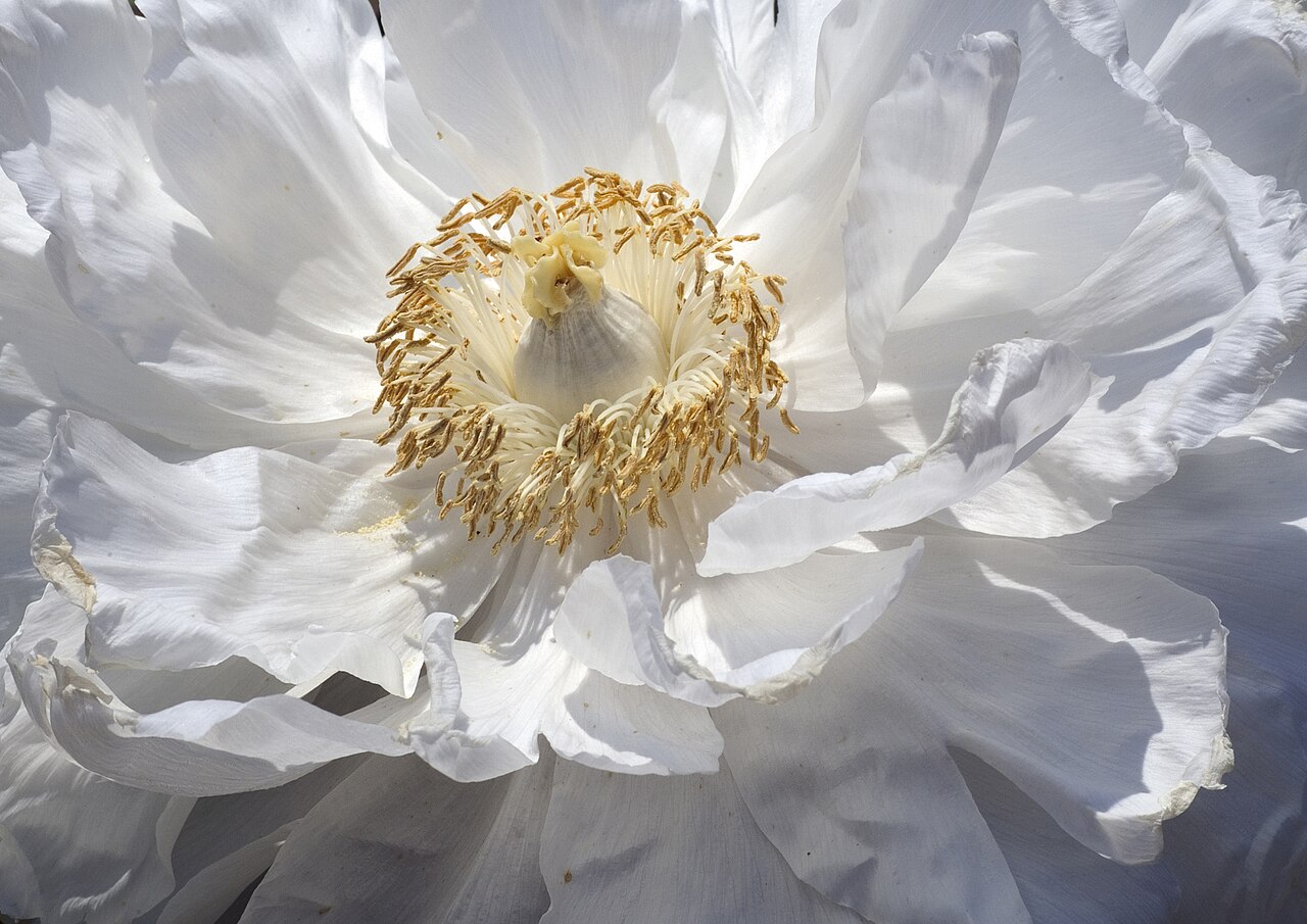 Paeonia suffruticosa