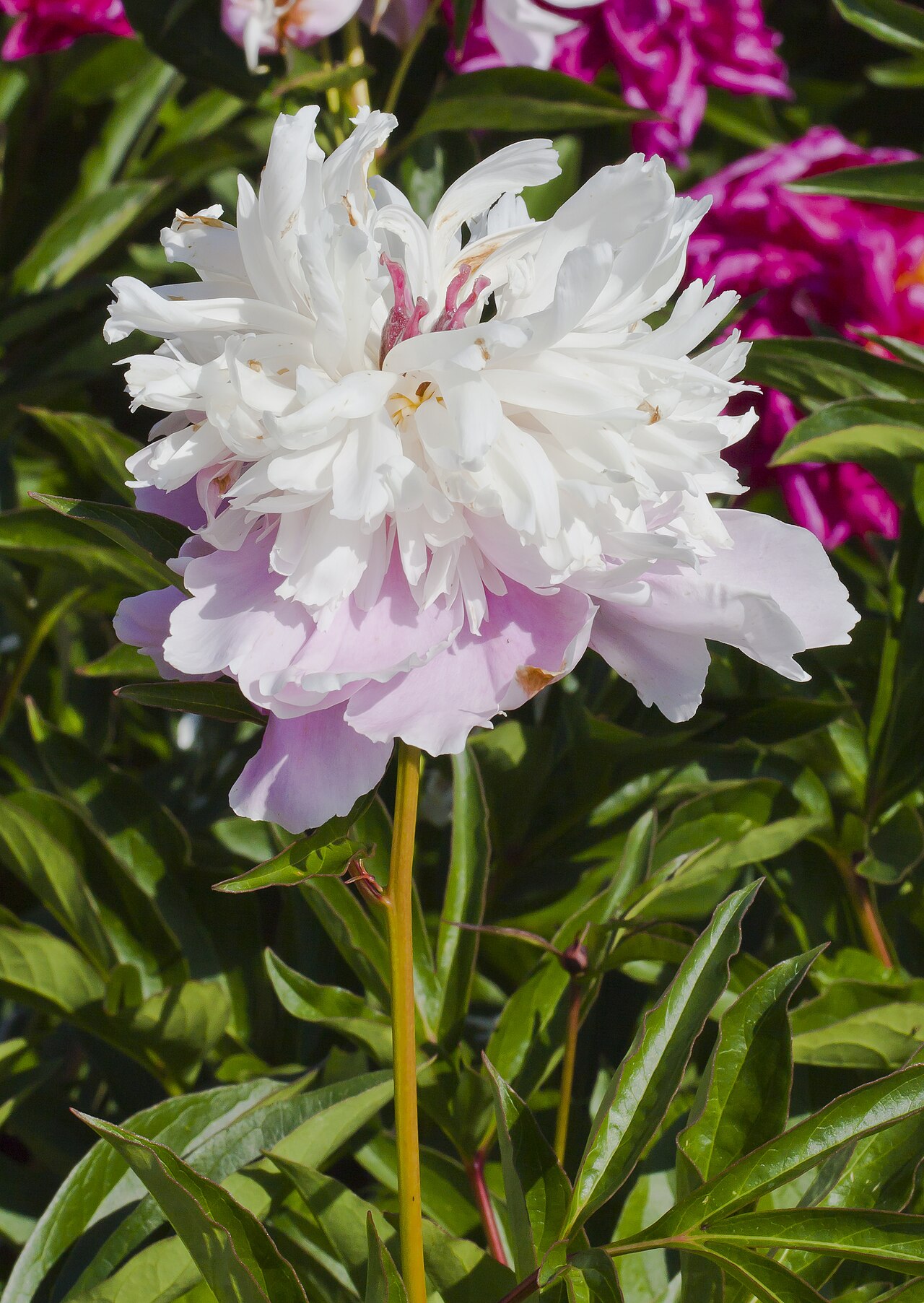 Paeonia suffruticosa