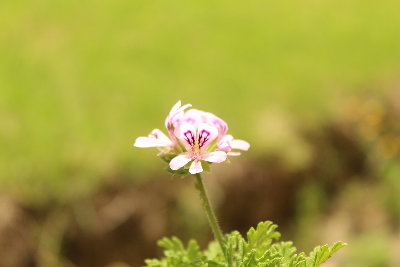 Pelargonium graveolens