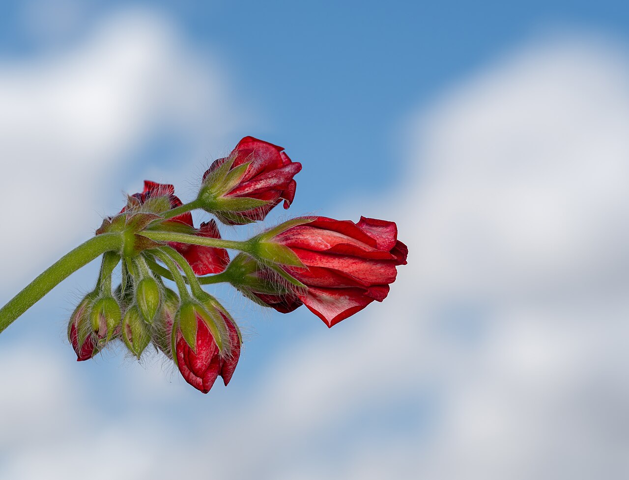 Pelargonium × hortorum