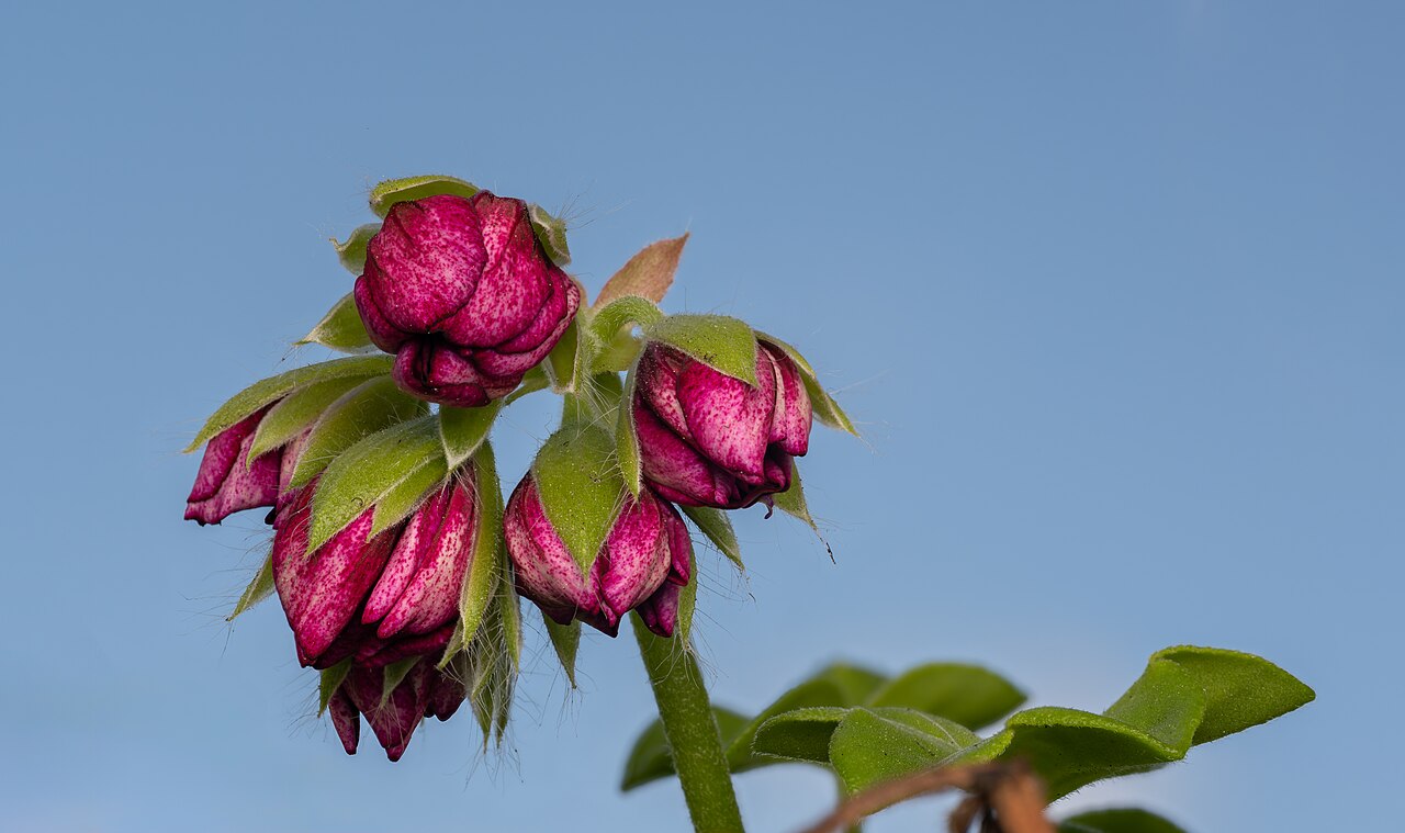 Pelargonium × hortorum
