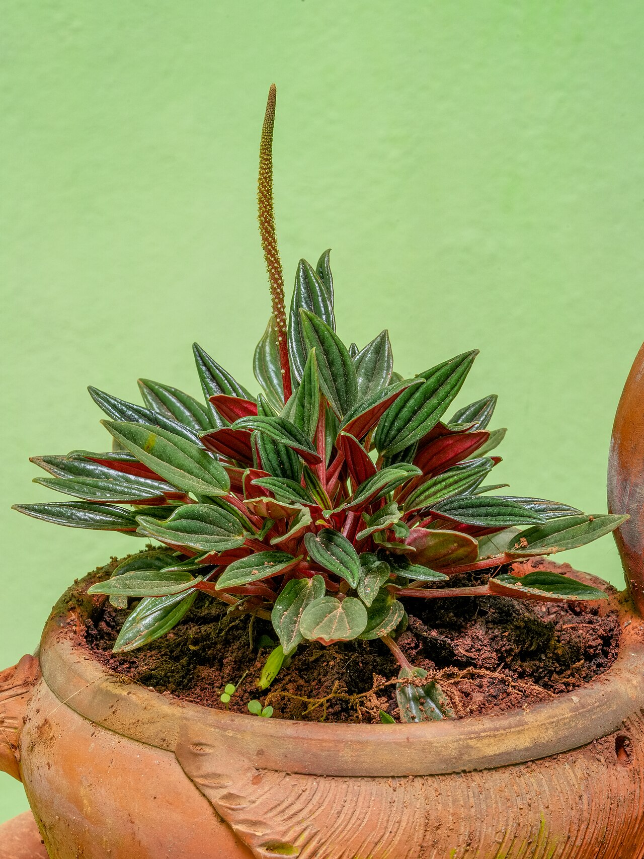Peperomia caperata