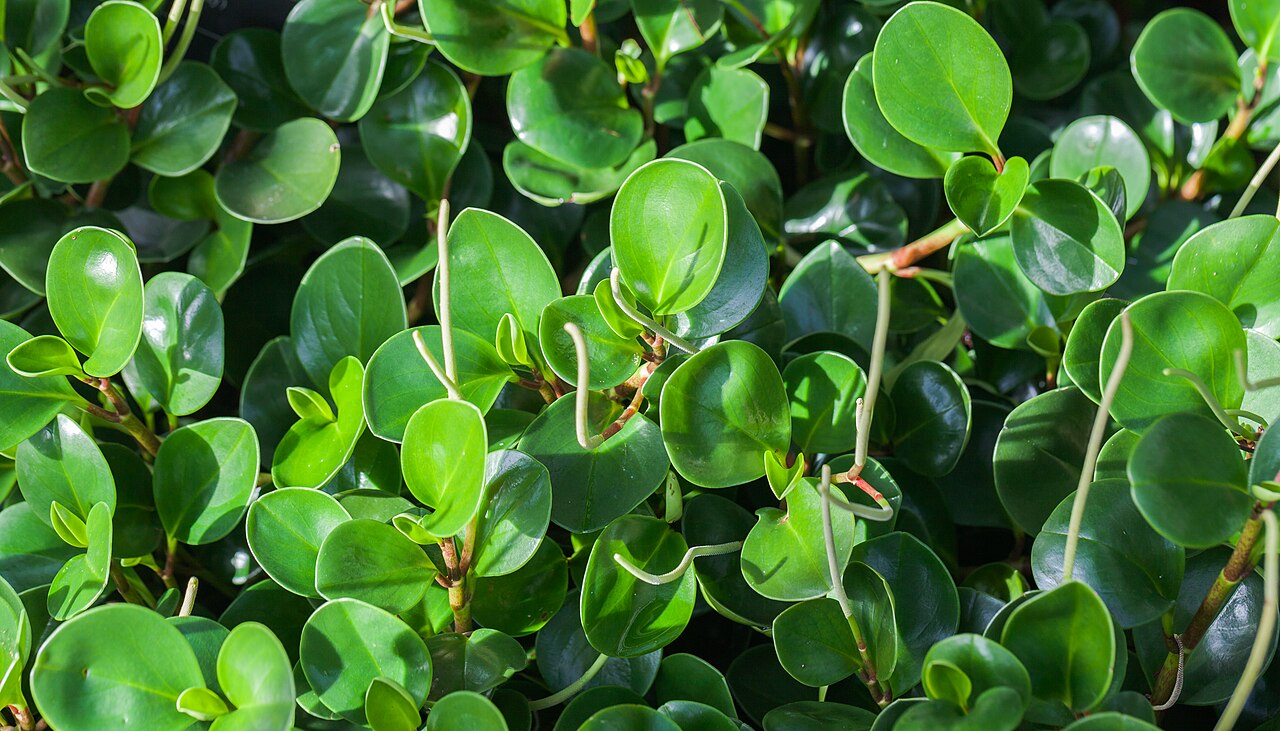 Peperomia obtusifolia