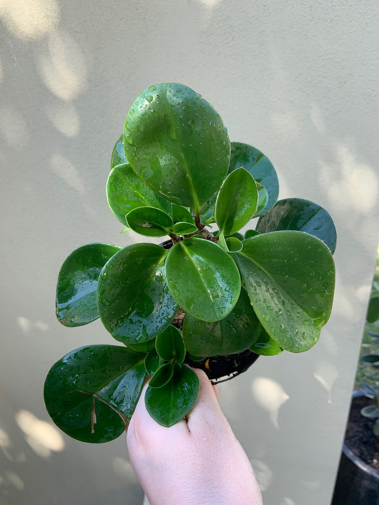 Peperomia obtusifolia
