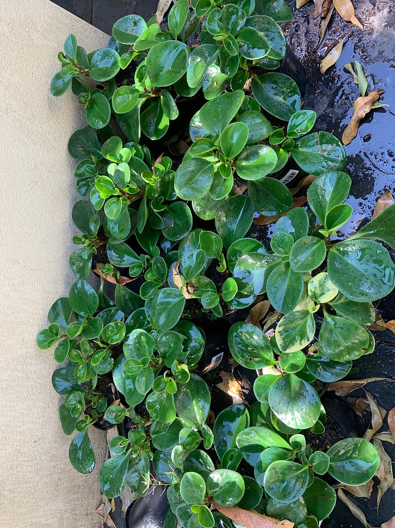 Peperomia obtusifolia