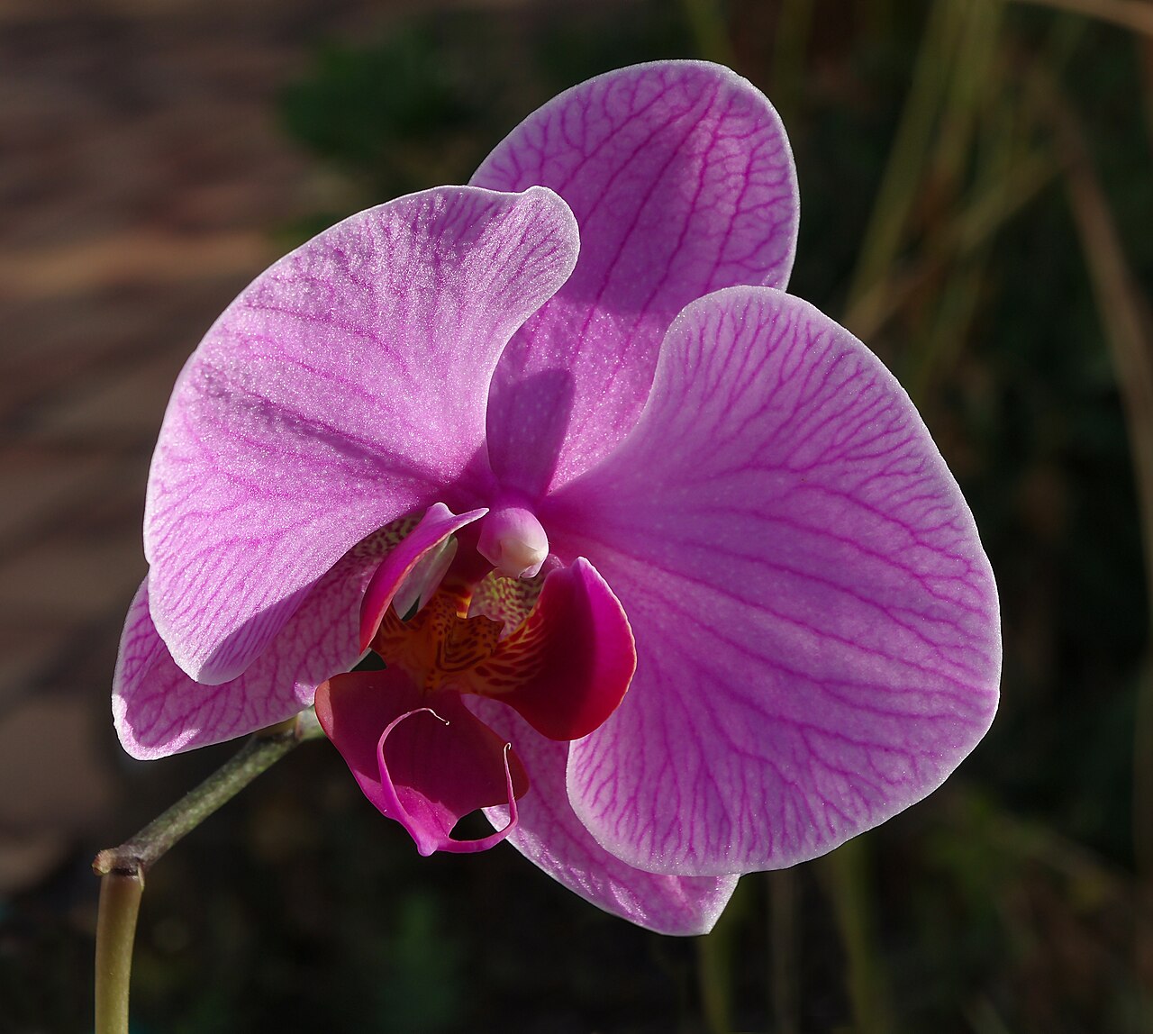 Phalaenopsis amabilis