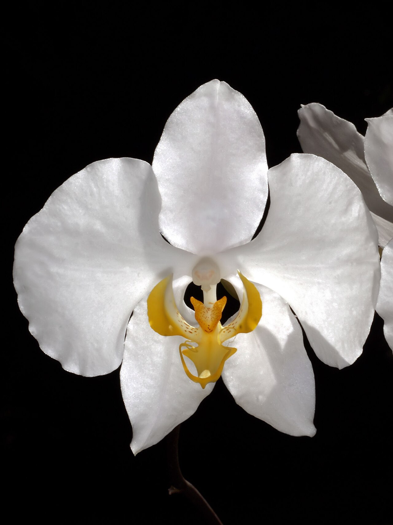 Phalaenopsis amabilis