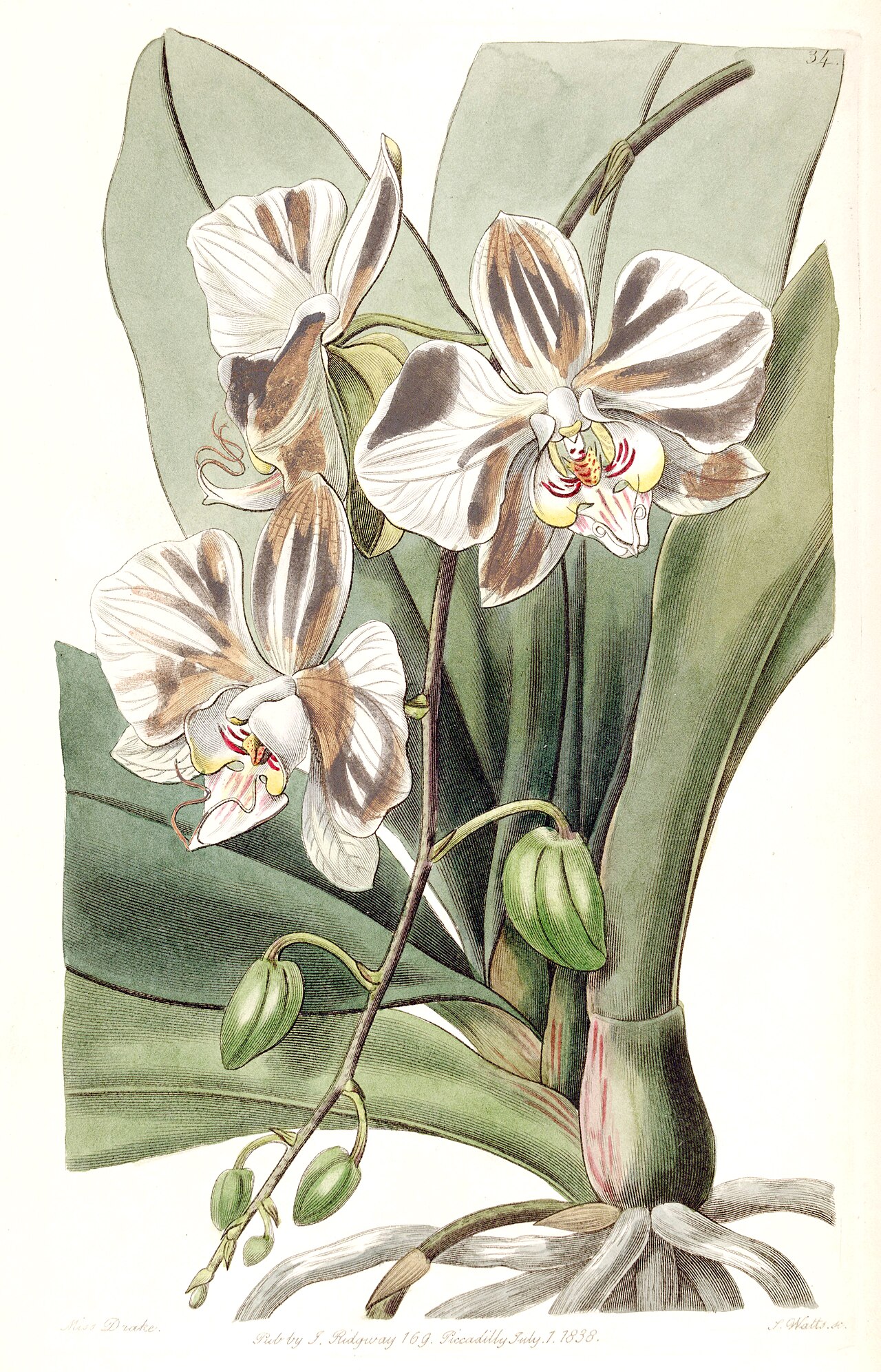 Phalaenopsis aphrodite