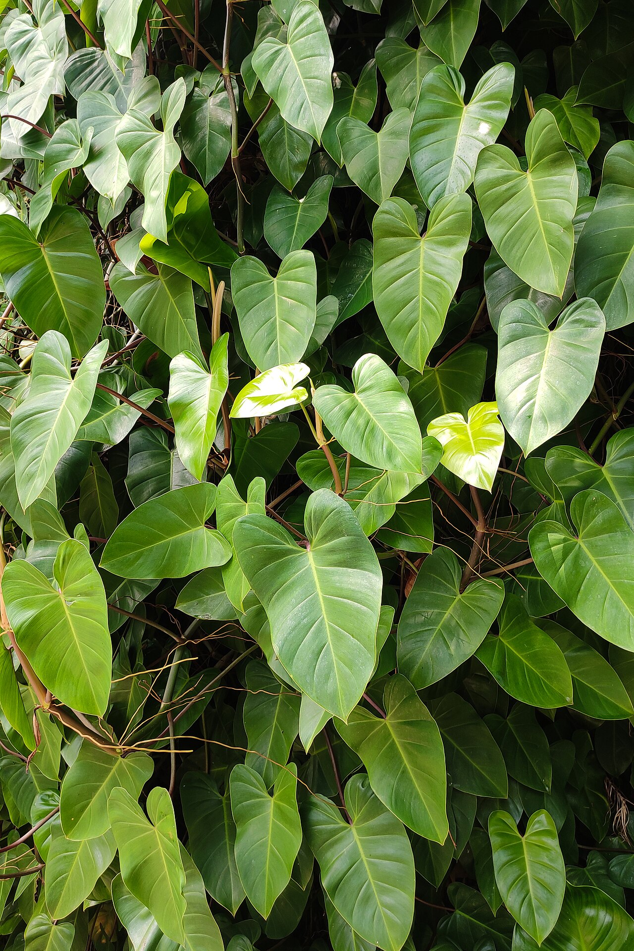 Philodendron hederaceum