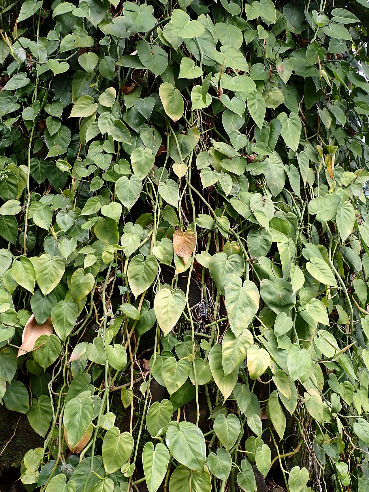 Philodendron hederaceum