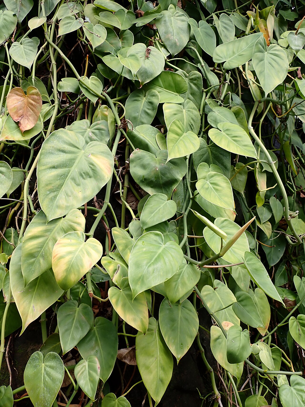 Philodendron hederaceum