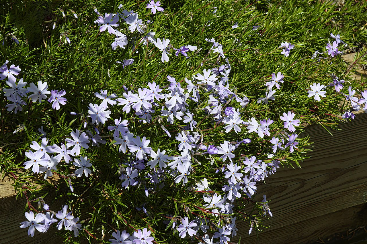 Phlox subulata