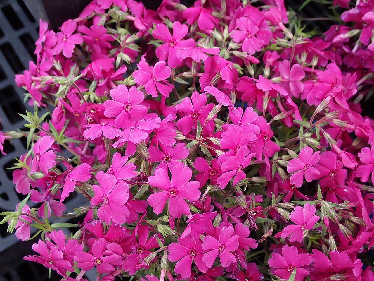 Phlox subulata