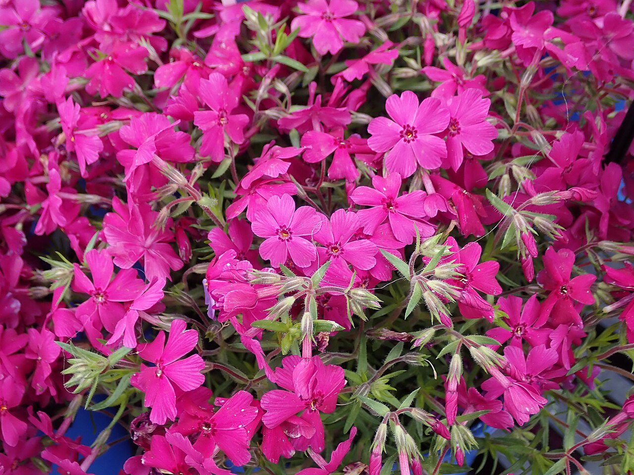 Phlox subulata