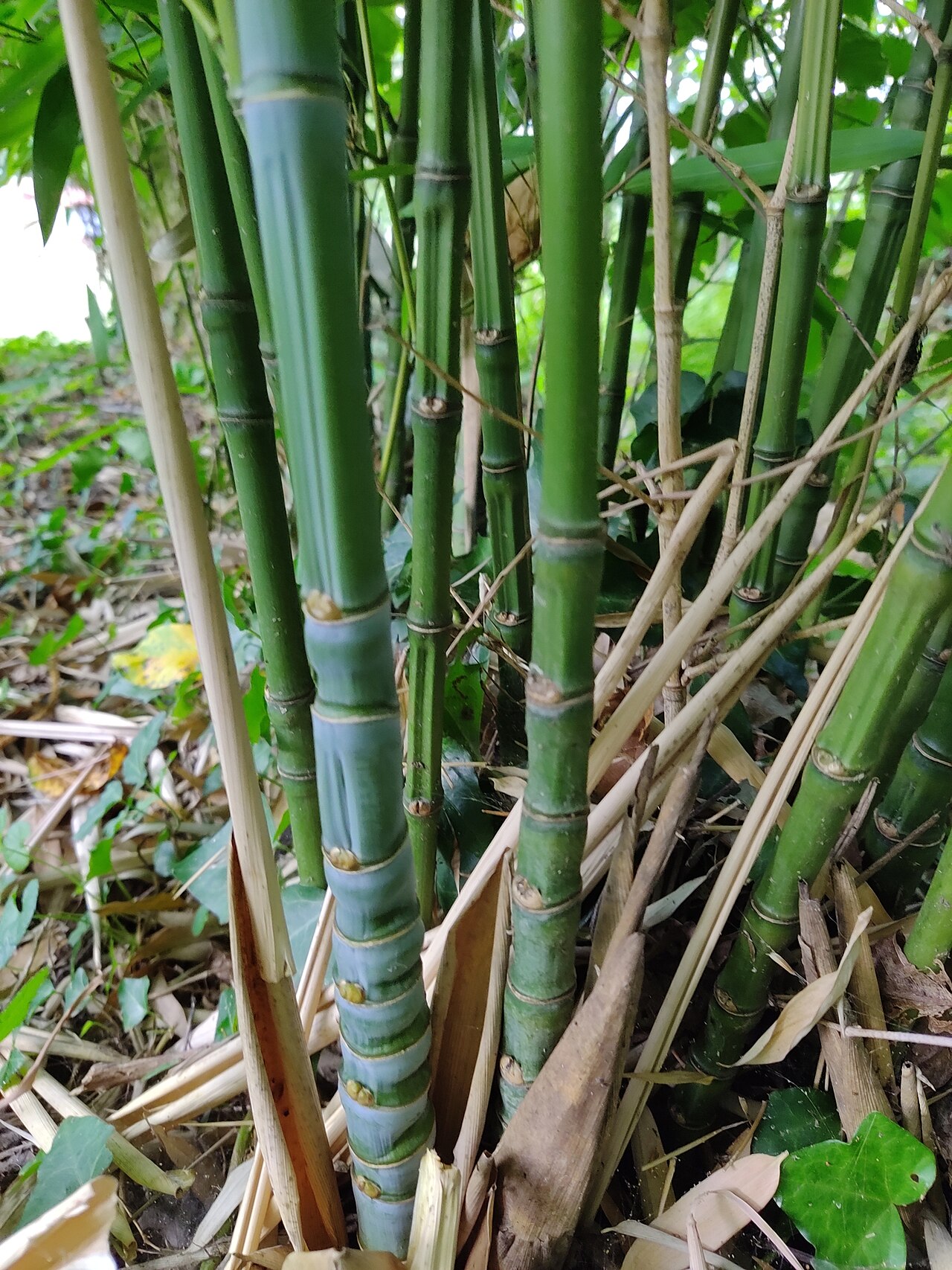 Phyllostachys aurea