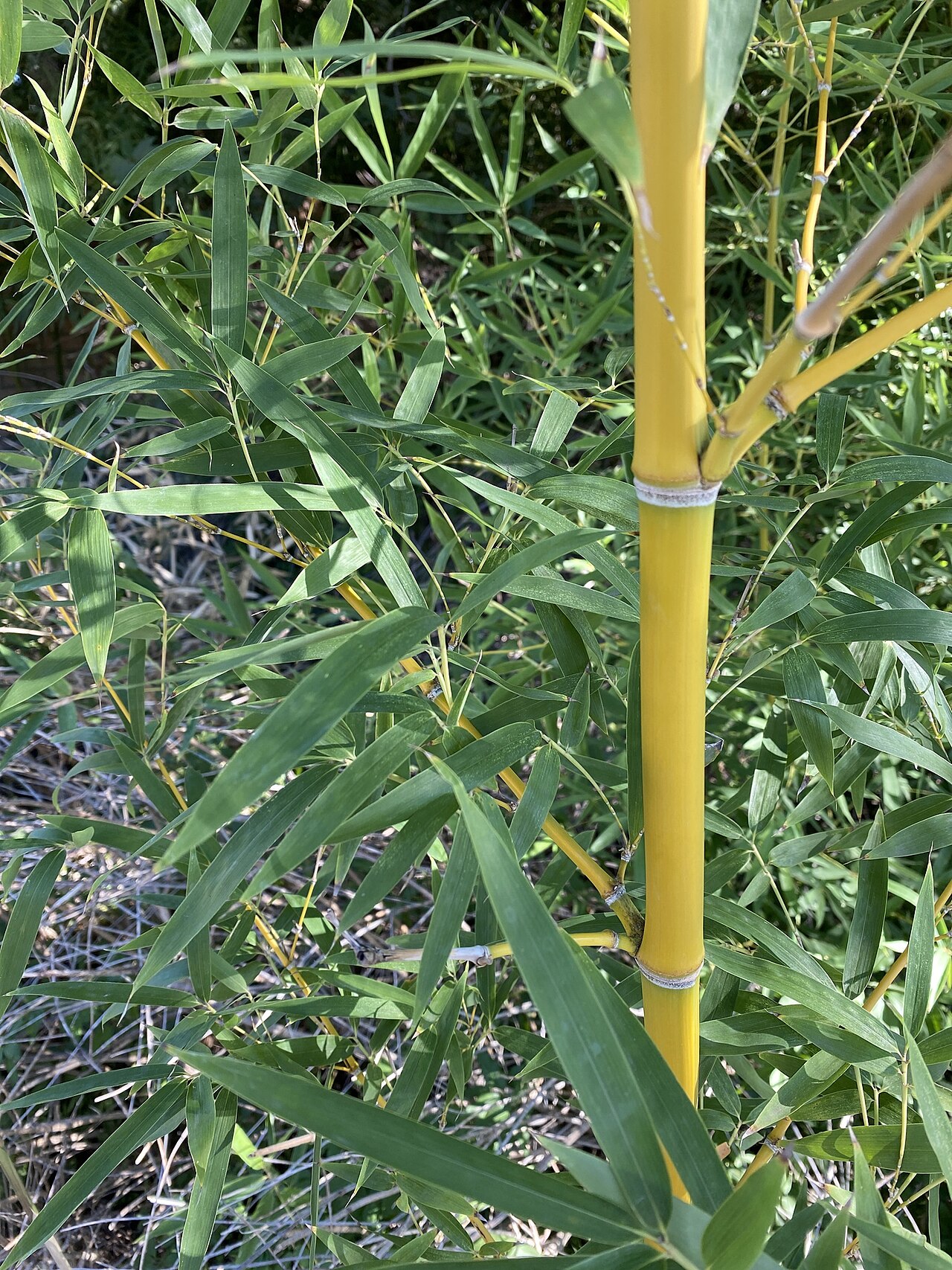 Phyllostachys aurea